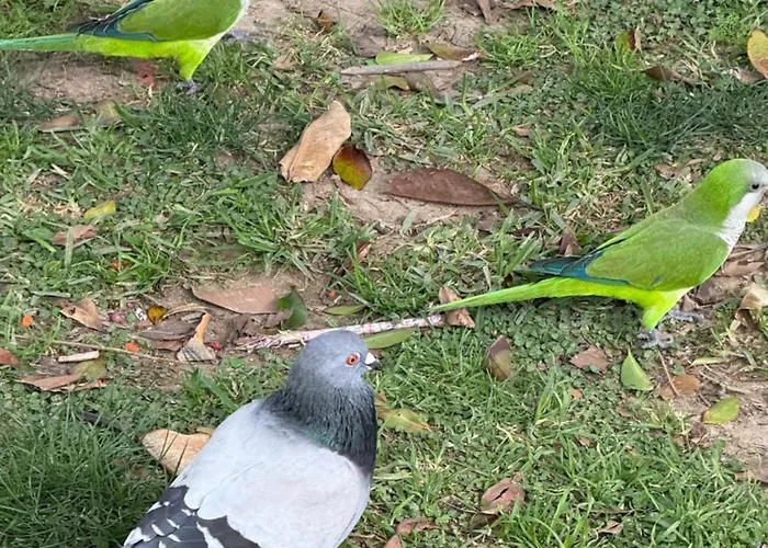 Playa Dona Sofia Bella Daire *