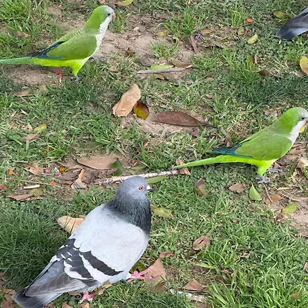 Playa Dona Sofia Bella דירה *